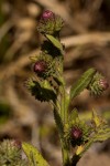 Laggera crispata