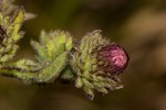 Laggera crispata