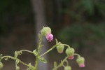 Laggera crispata