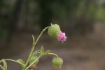 Laggera crispata