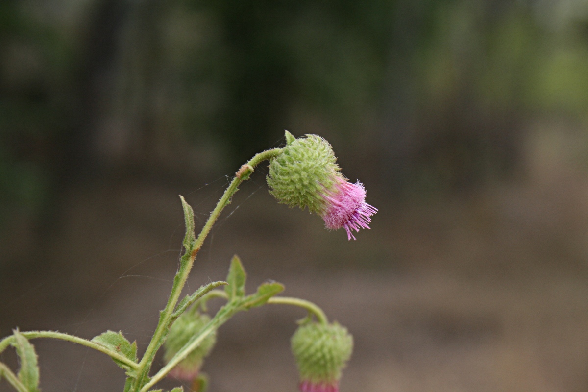 Laggera crispata