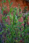 Laggera crispata