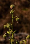 Laggera crispata