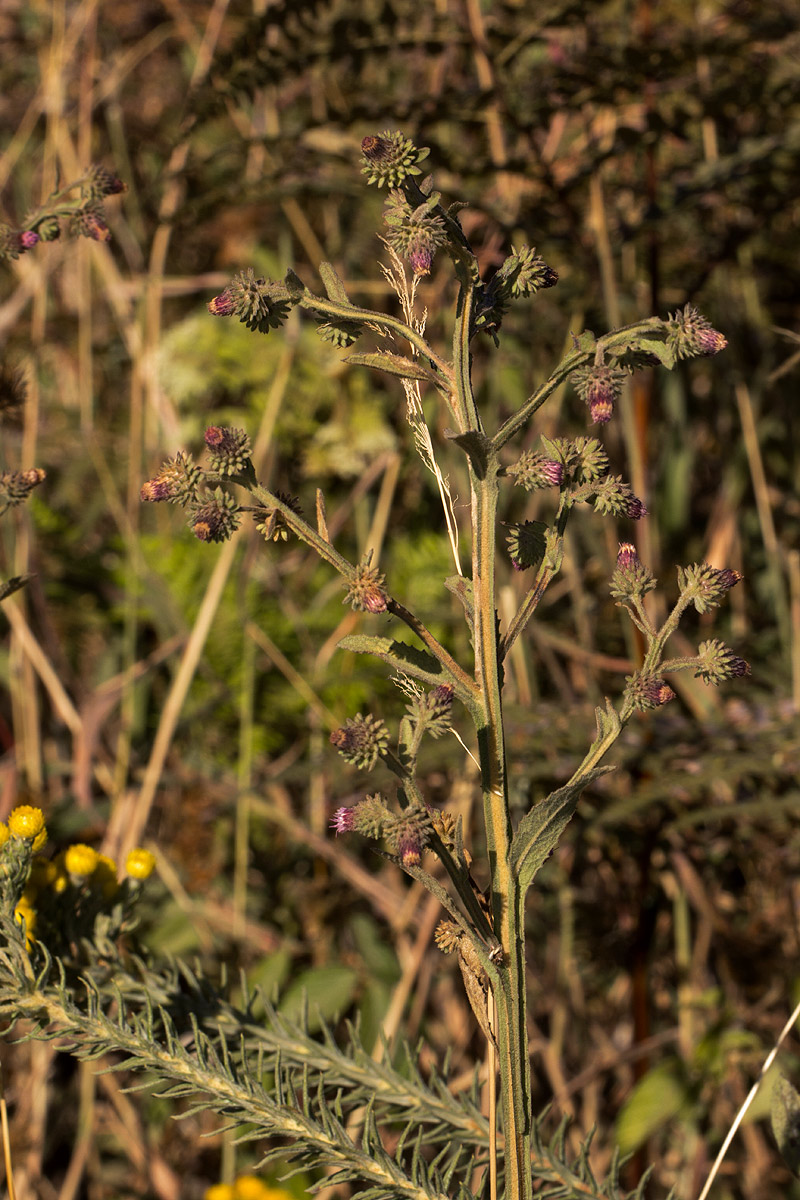 Laggera crispata