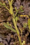 Laggera crispata