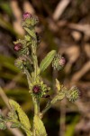 Laggera crispata