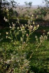 Pseudoconyza viscosa