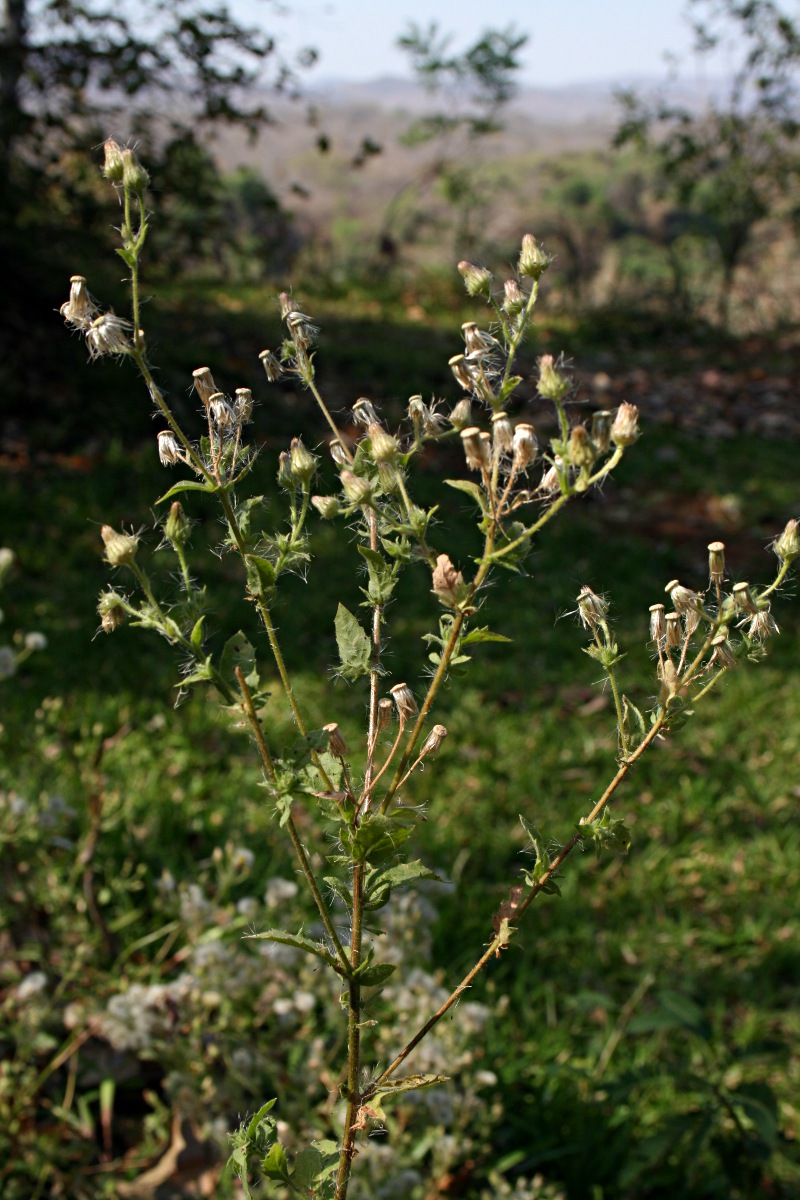 Pseudoconyza viscosa