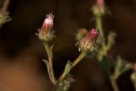 Pseudoconyza viscosa