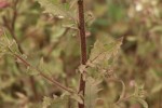 Pseudoconyza viscosa