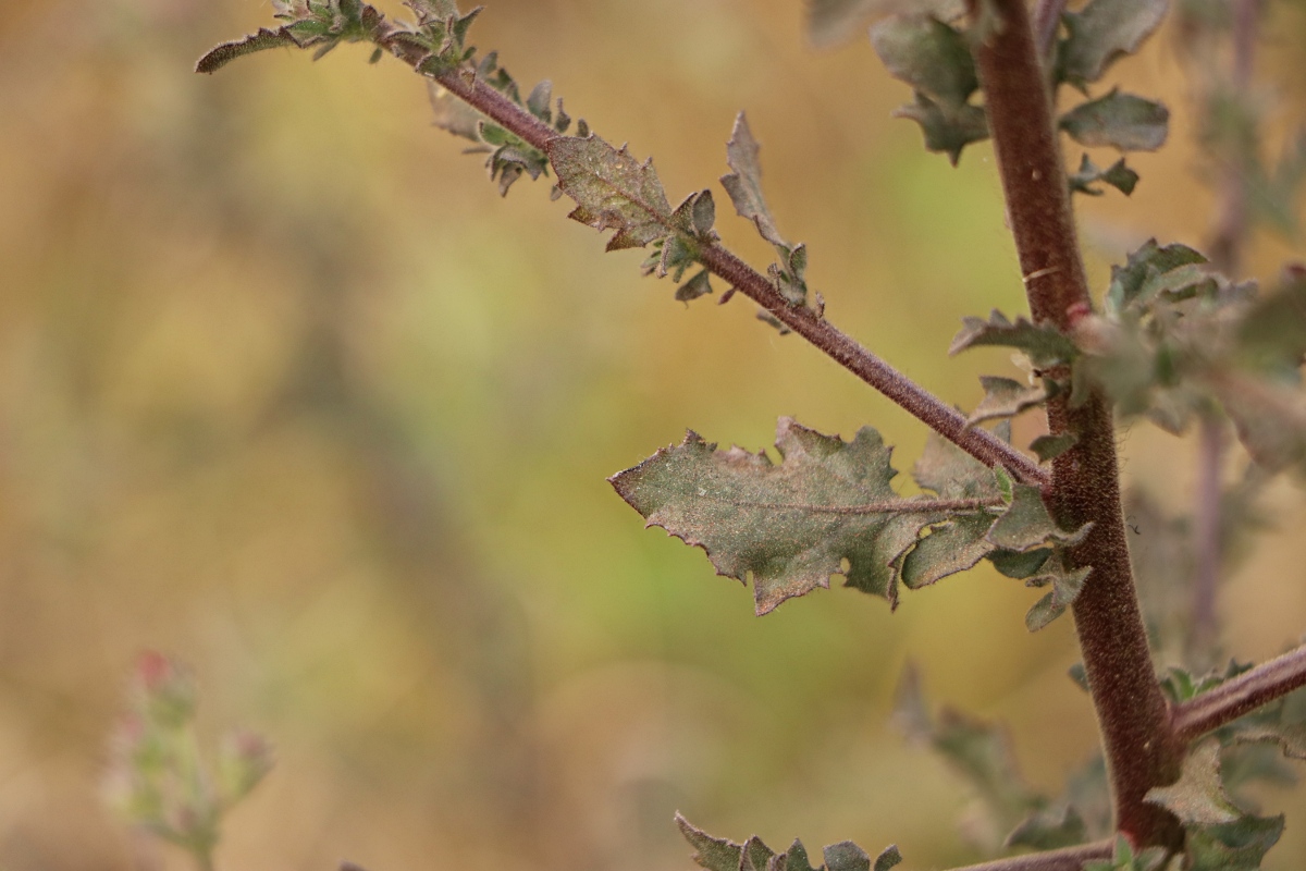 Pseudoconyza viscosa
