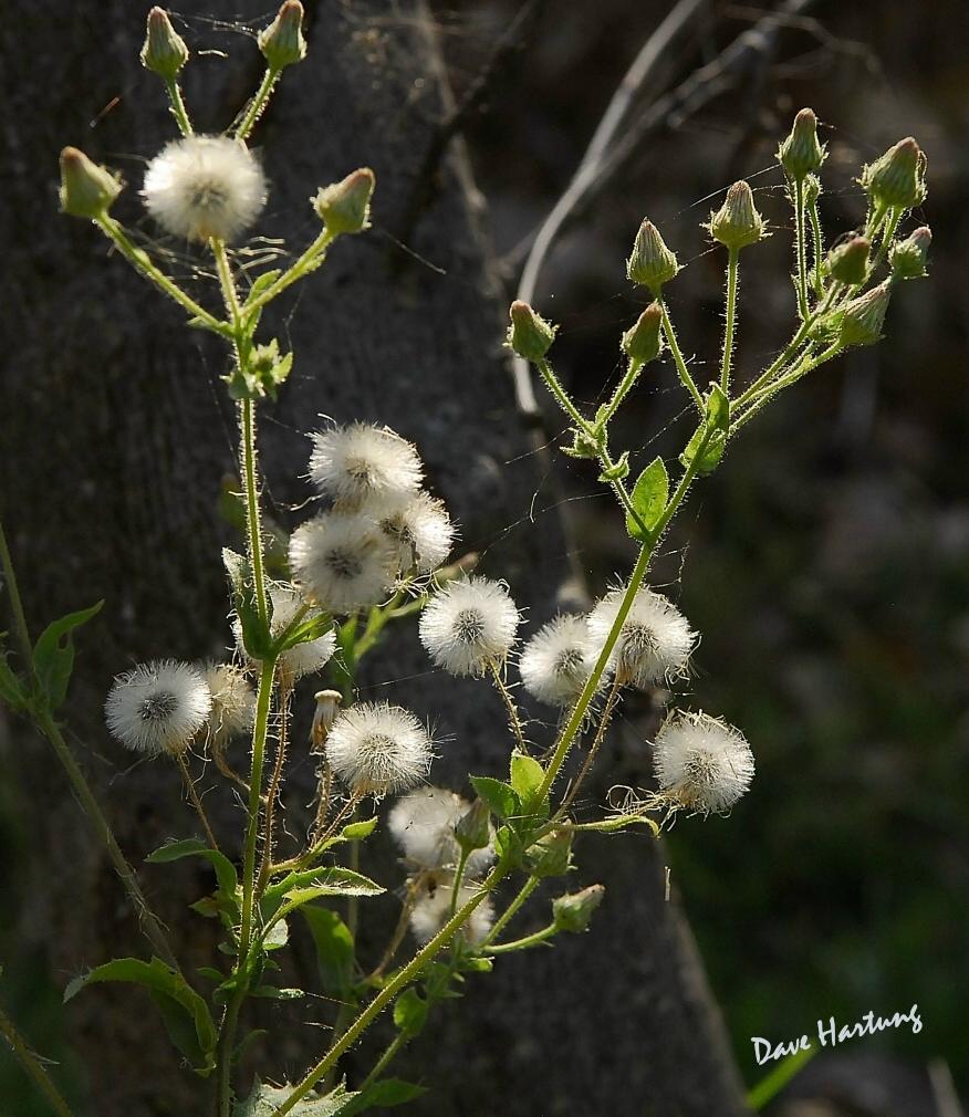 Pseudoconyza viscosa