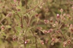 Pseudoconyza viscosa