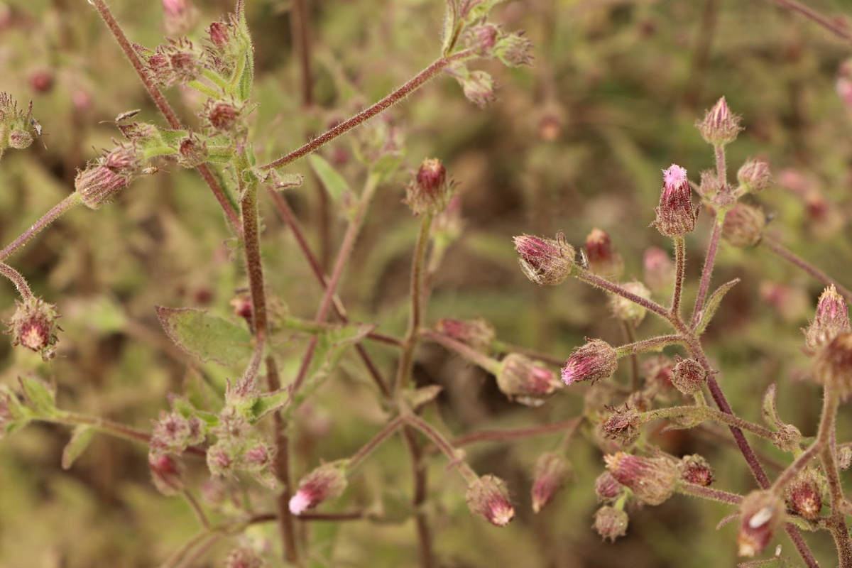 Pseudoconyza viscosa