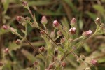 Pseudoconyza viscosa
