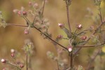 Pseudoconyza viscosa