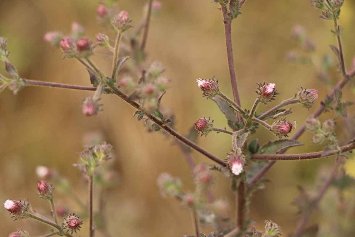 Pseudoconyza viscosa