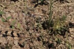 Pseudoconyza viscosa