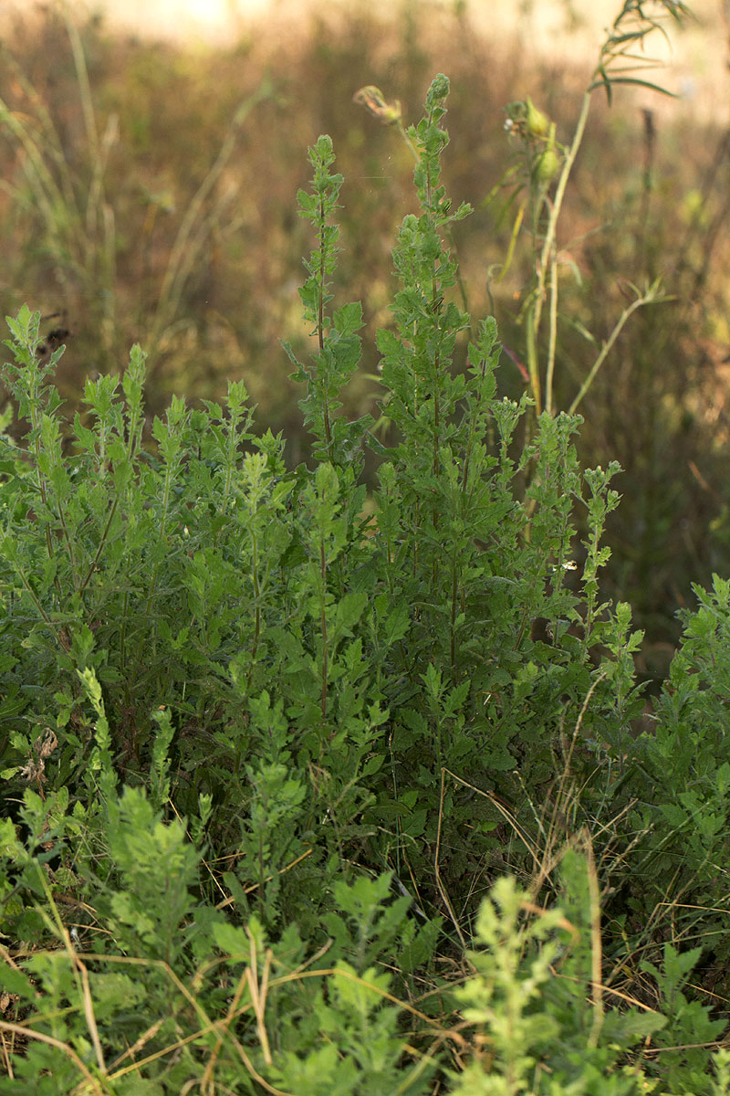 Pseudoconyza viscosa
