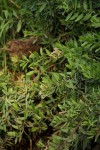 Pluchea dioscoridis
