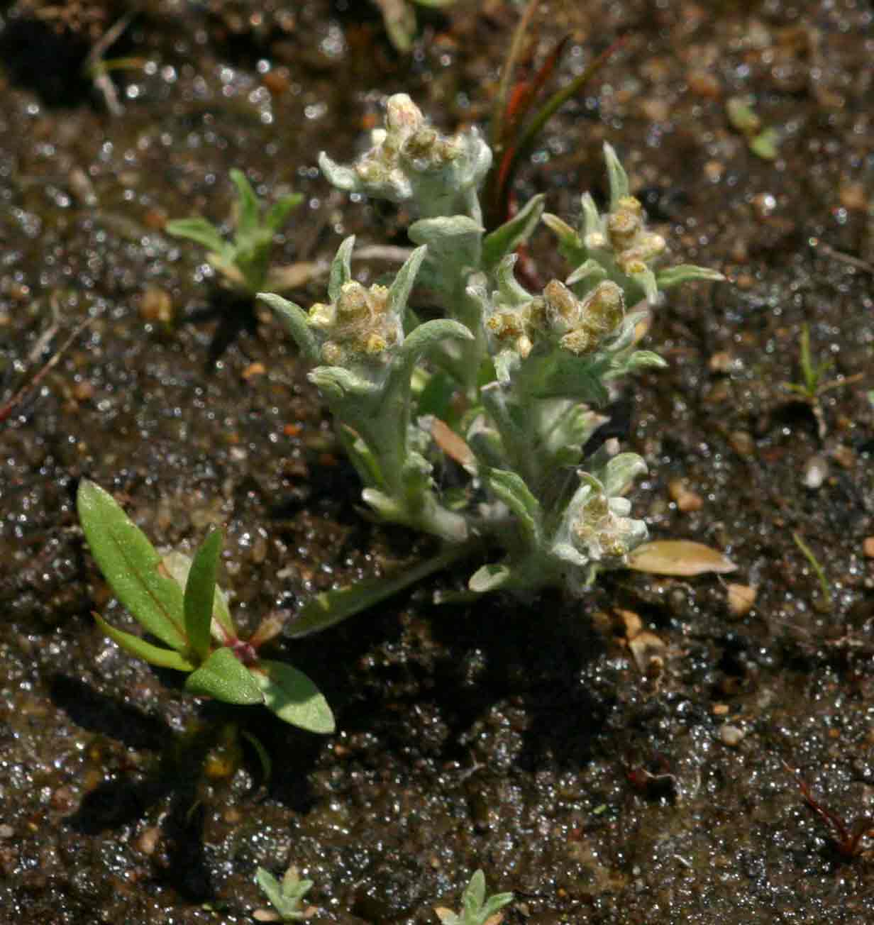 Gnaphalium polycaulon