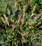 Gnaphalium polycaulon