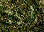 Gnaphalium polycaulon