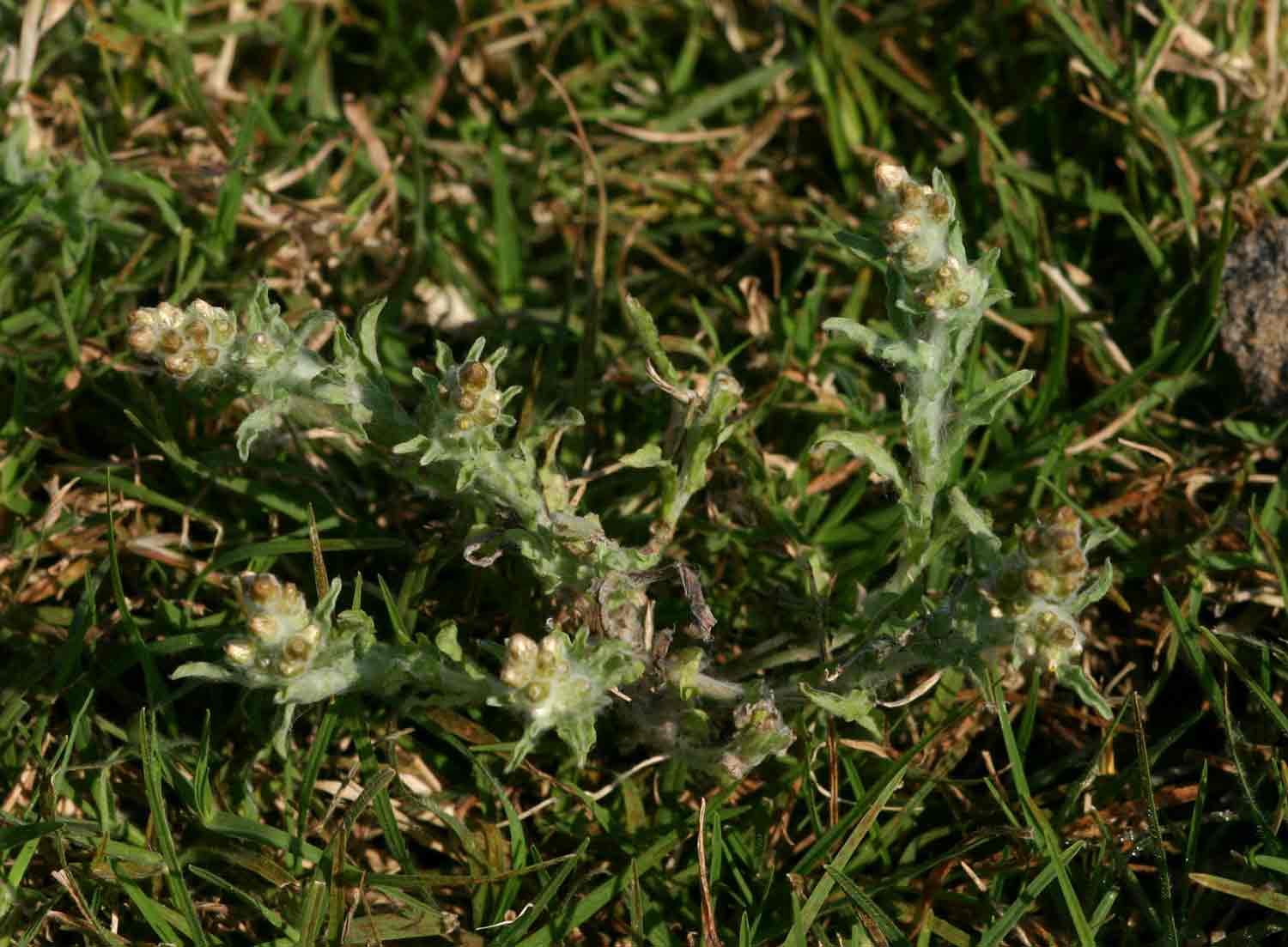 Gnaphalium polycaulon
