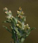 Gnaphalium polycaulon