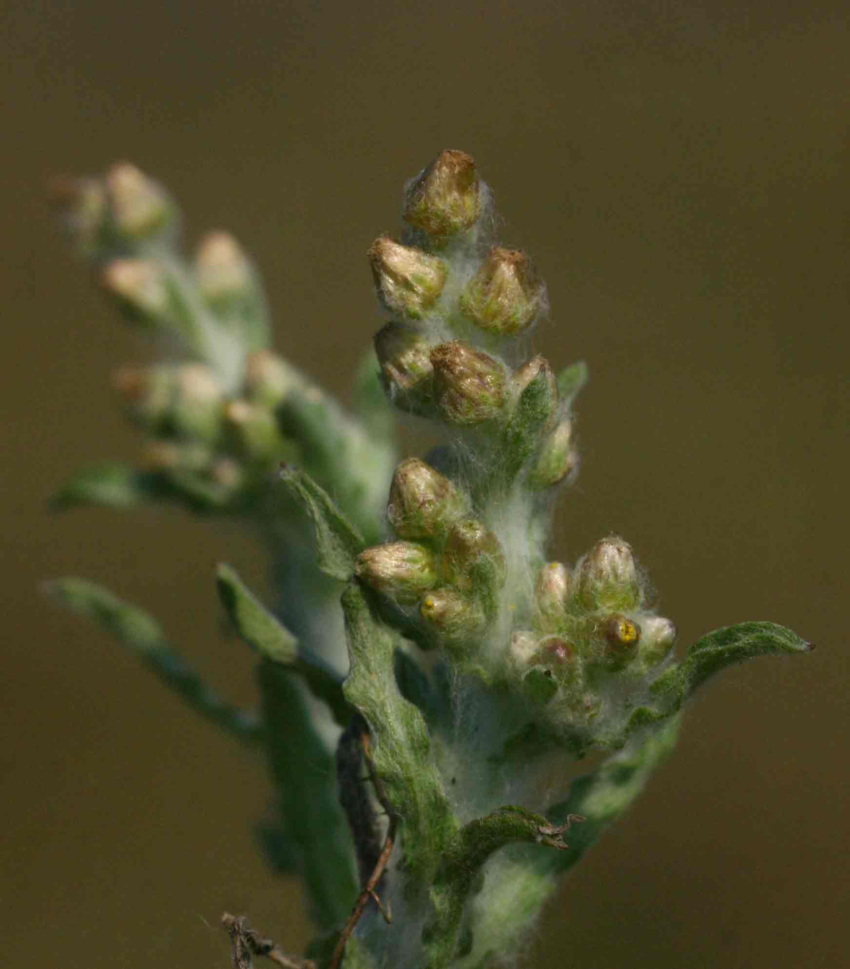 Gnaphalium polycaulon