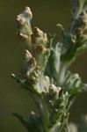 Gnaphalium polycaulon