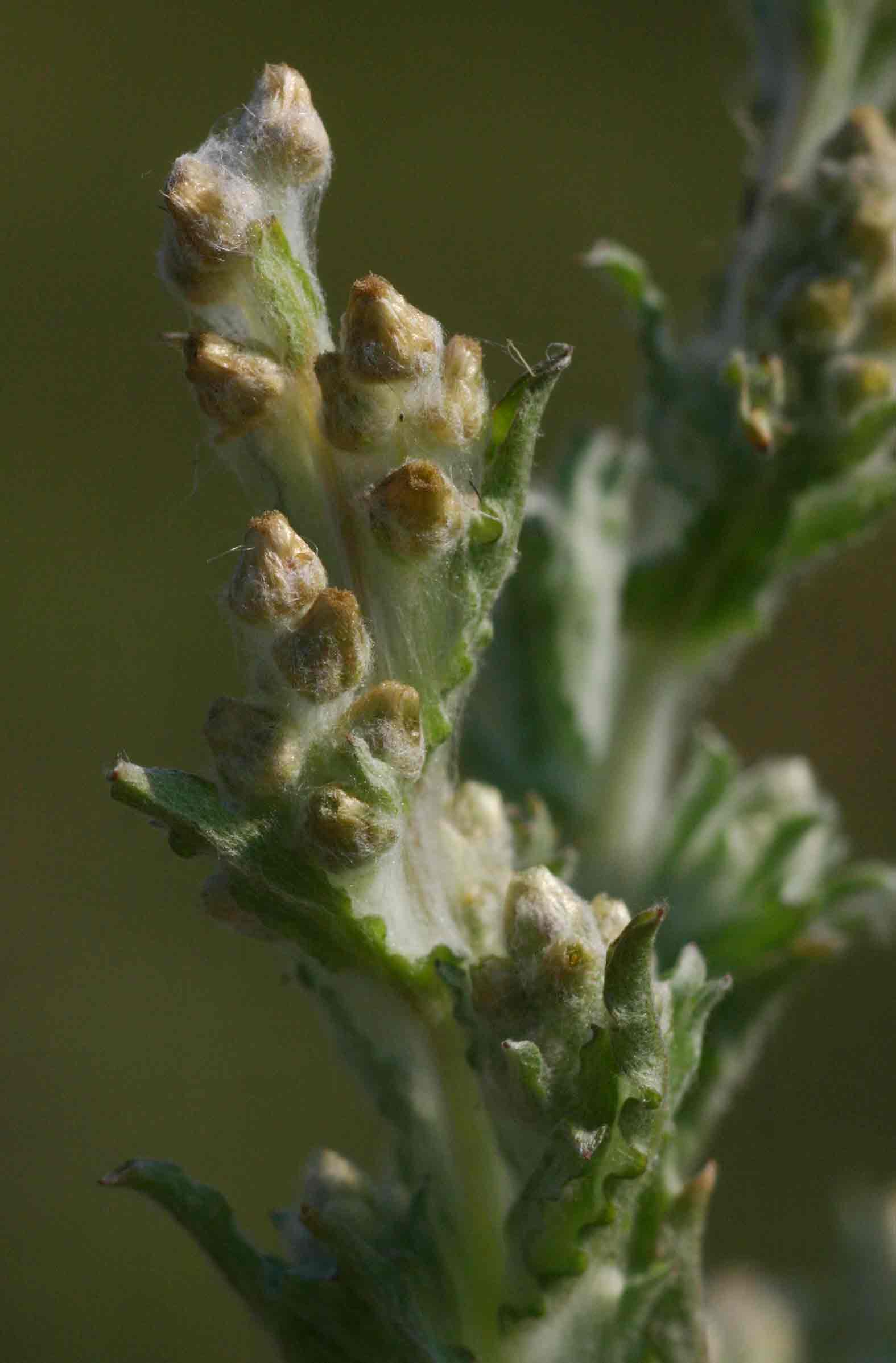 Gnaphalium polycaulon