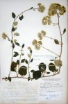 Helichrysum schimperi