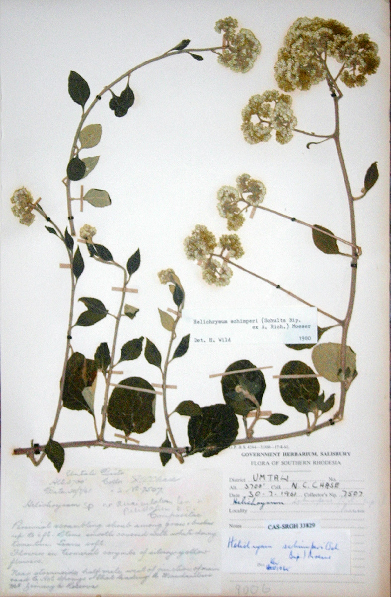 Helichrysum schimperi