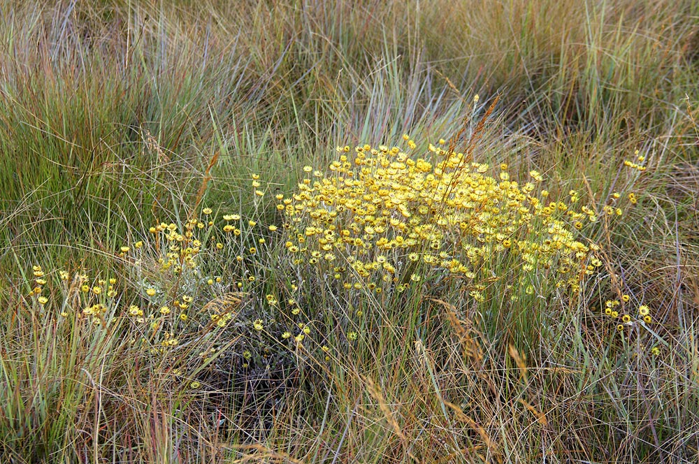 Helichrysum buchananii