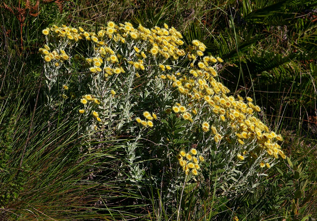 Helichrysum buchananii