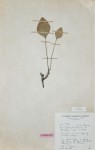 Helichrysum mechowianum var. ceres