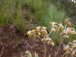 Helichrysum mechowianum var. ceres