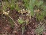 Helichrysum mechowianum var. ceres