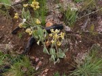 Helichrysum mechowianum var. ceres