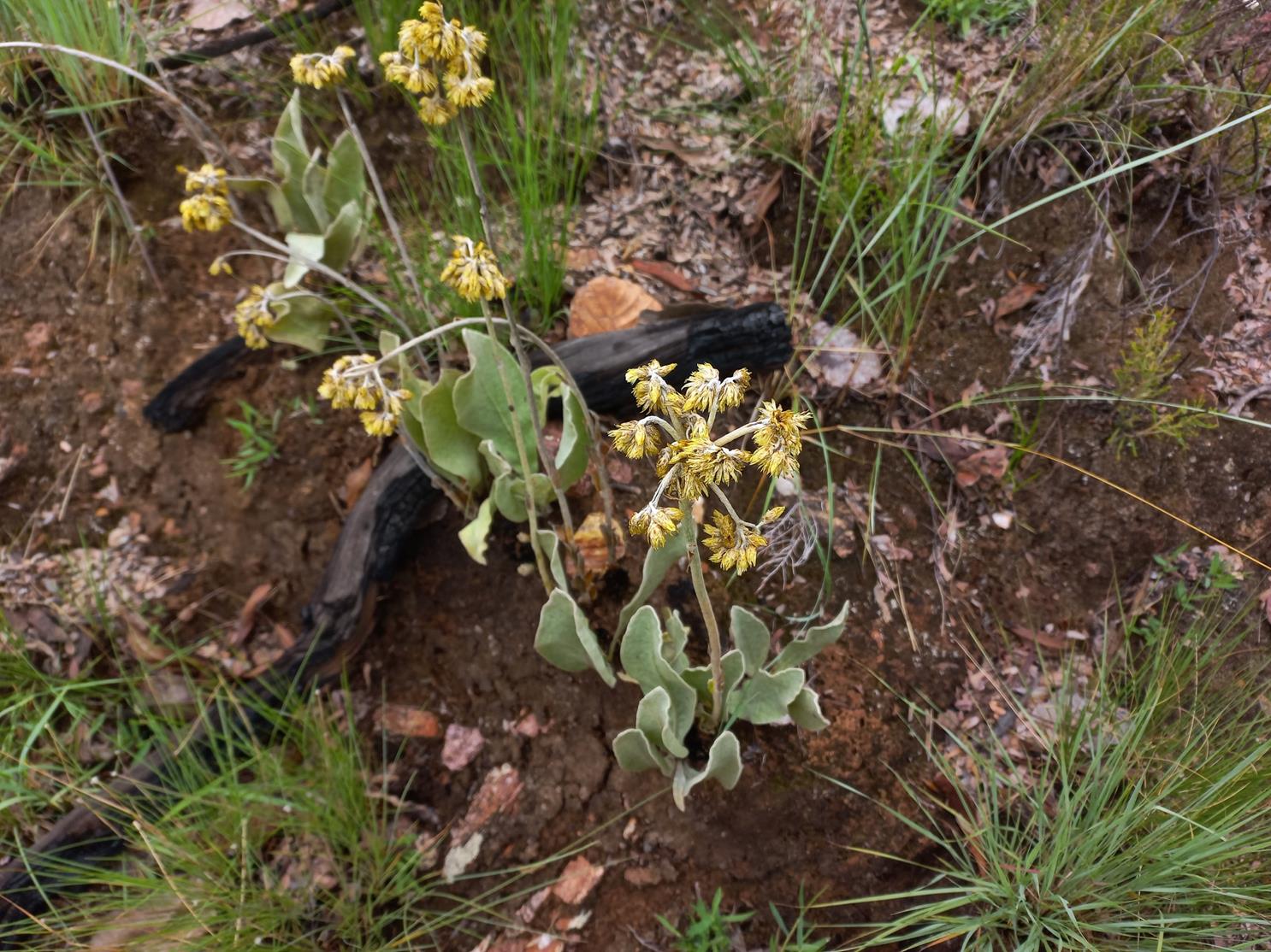Helichrysum mechowianum var. ceres
