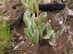 Helichrysum mechowianum var. ceres