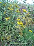 Helichrysum odoratissimum