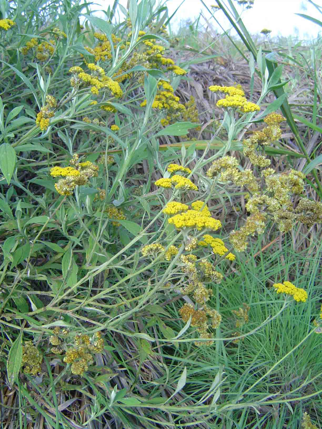 Helichrysum odoratissimum