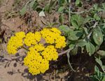 Helichrysum odoratissimum
