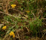 Helichrysum odoratissimum