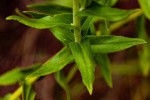 Helichrysum setosum