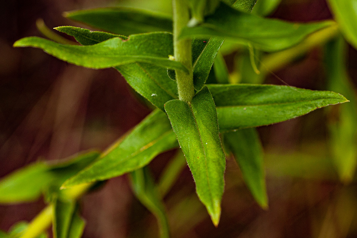 Helichrysum setosum