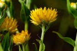 Helichrysum setosum