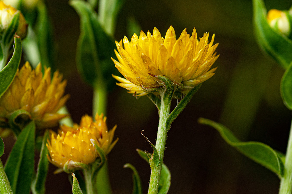 Helichrysum setosum